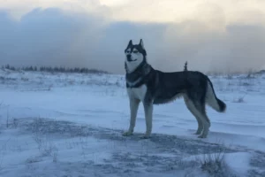 husky at night standing in snow
