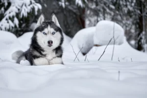 why do huskies like snow