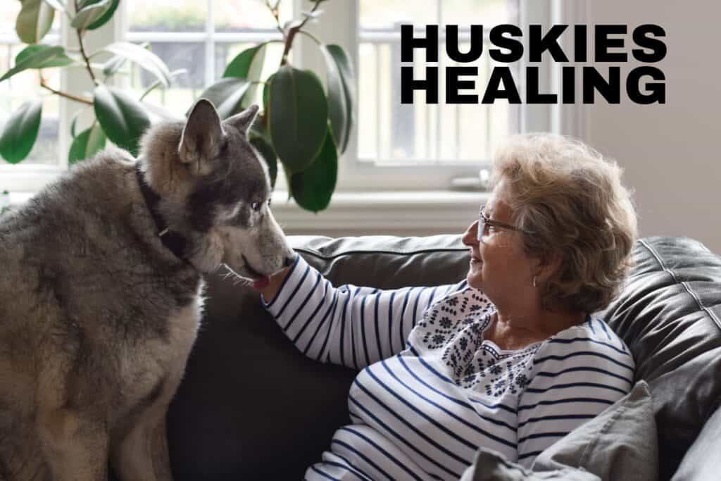 are huskies good therapy dogs