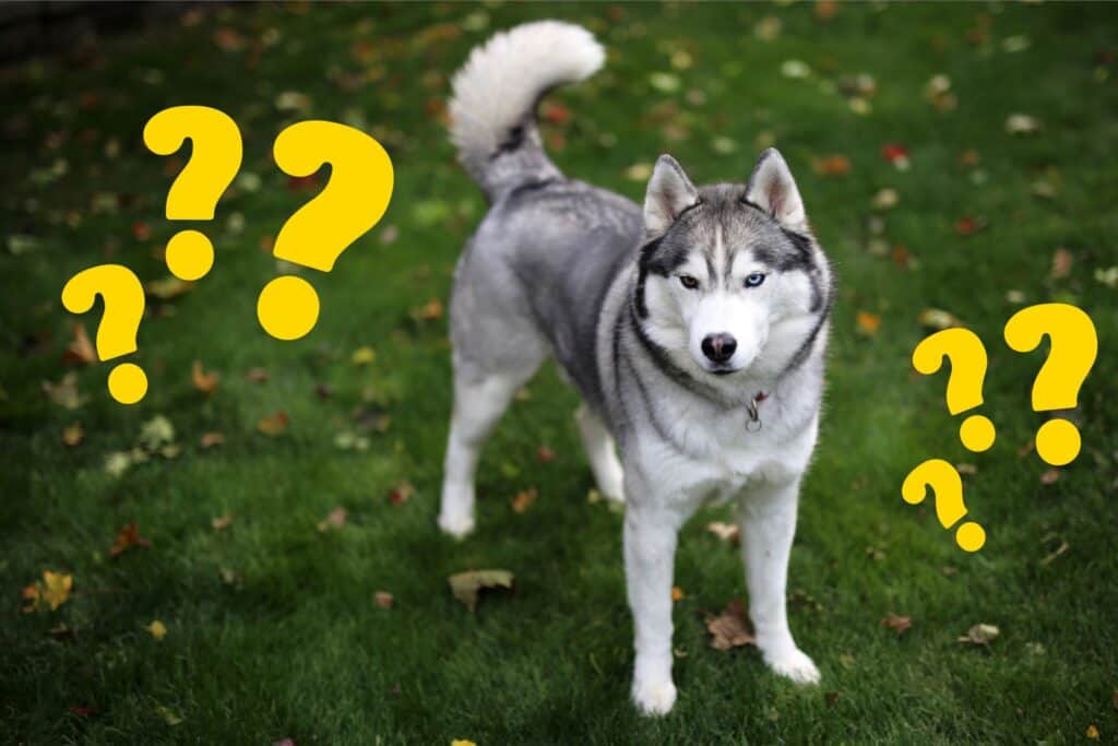 are huskies good therapy dogs questions
