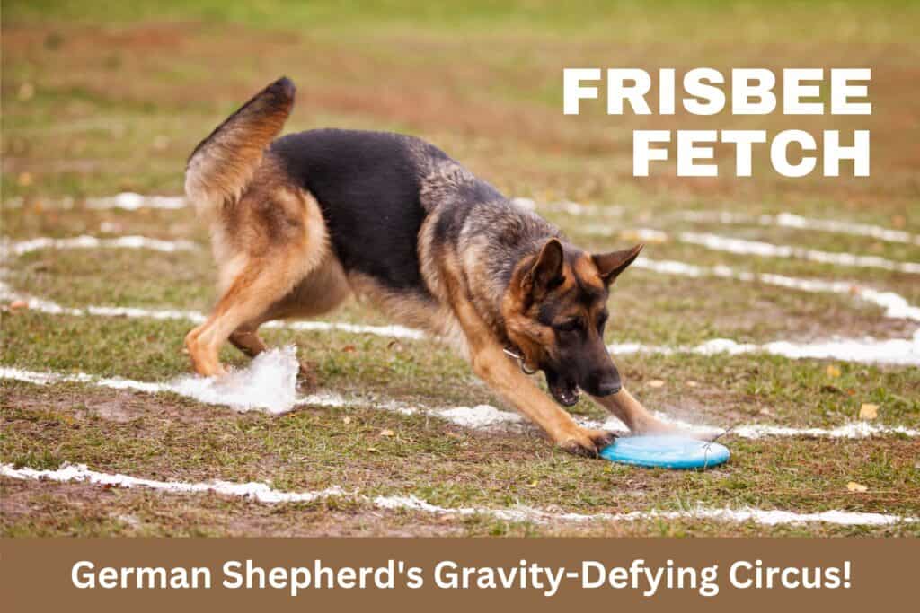 frisbee fetch german shepherd