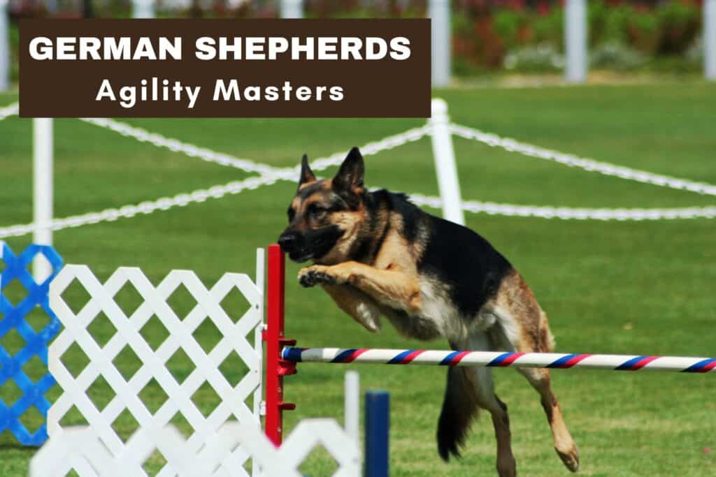 german shepherd agility masters