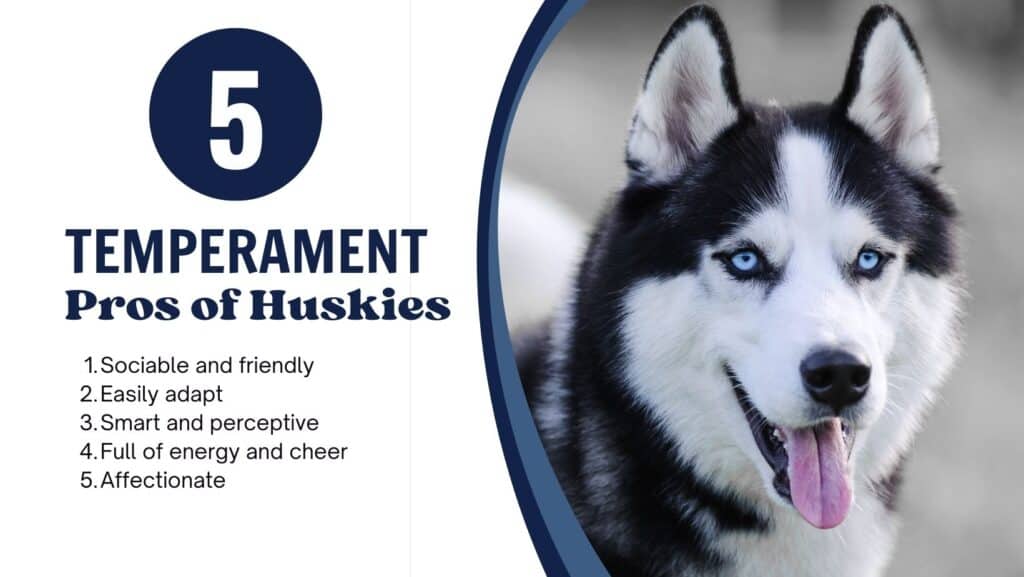 husky therapy dog temperament