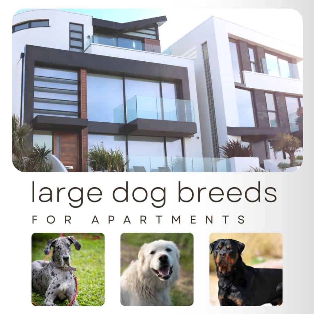 large dog breeds in apartments