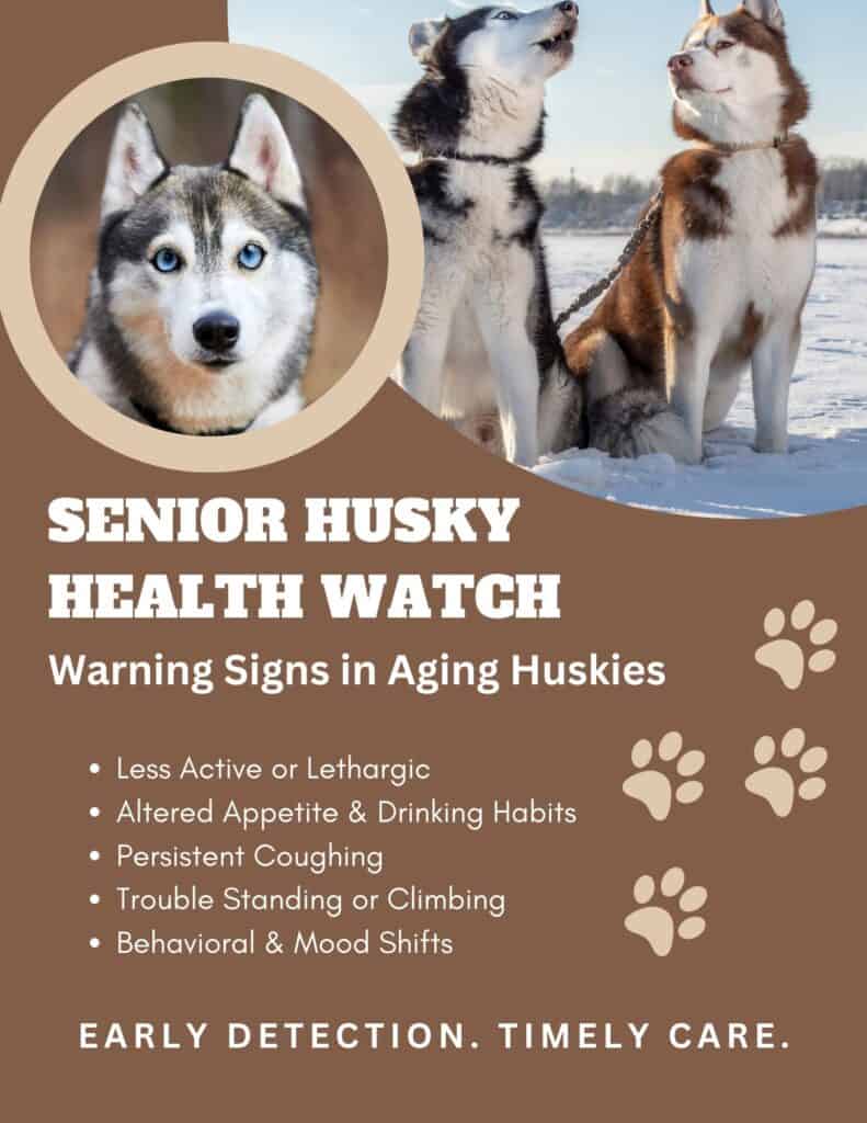senior husky health signs and symptoms