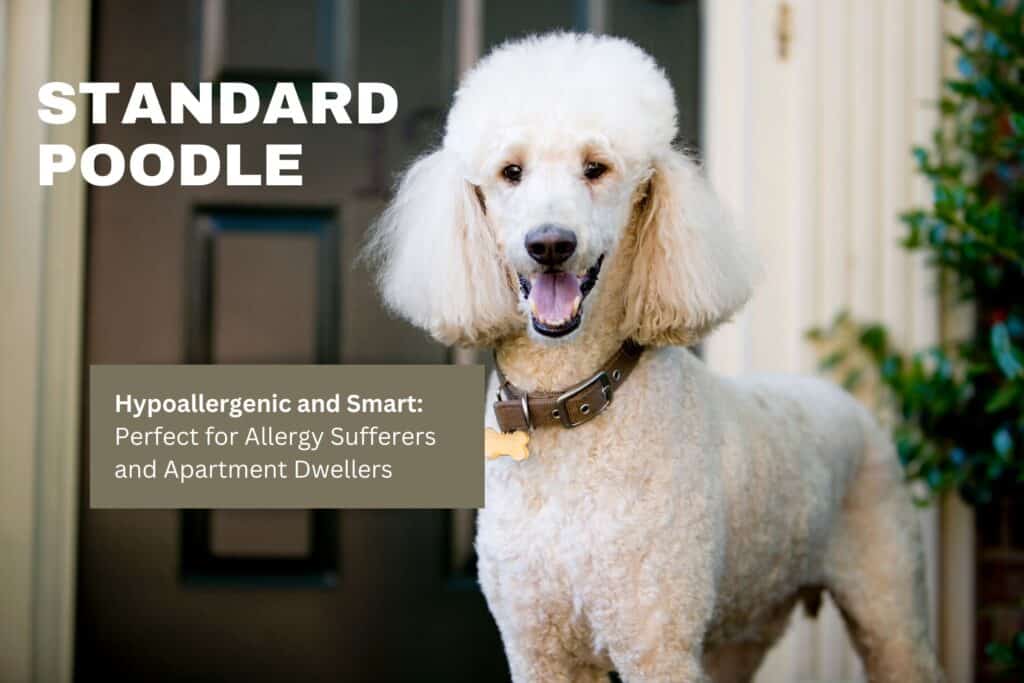 standard poodle at apartment door
