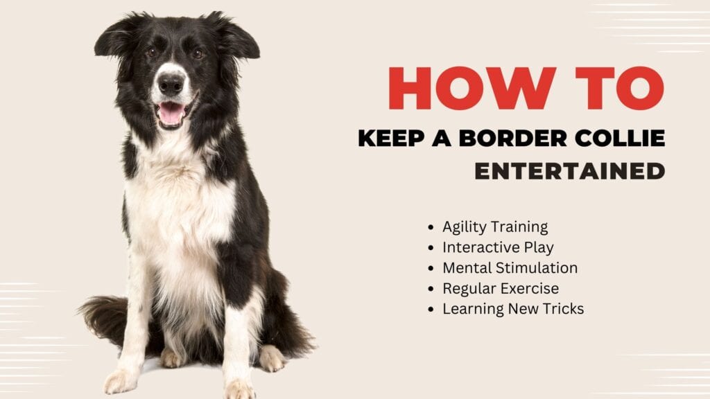 tips how to keep a border collie entertained